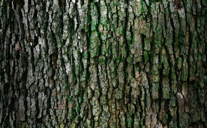 Ładny oraz {czysty zieleniec to nie lada wyzwanie, szczególnie jak jego konserwacją zajmujemy się sami.