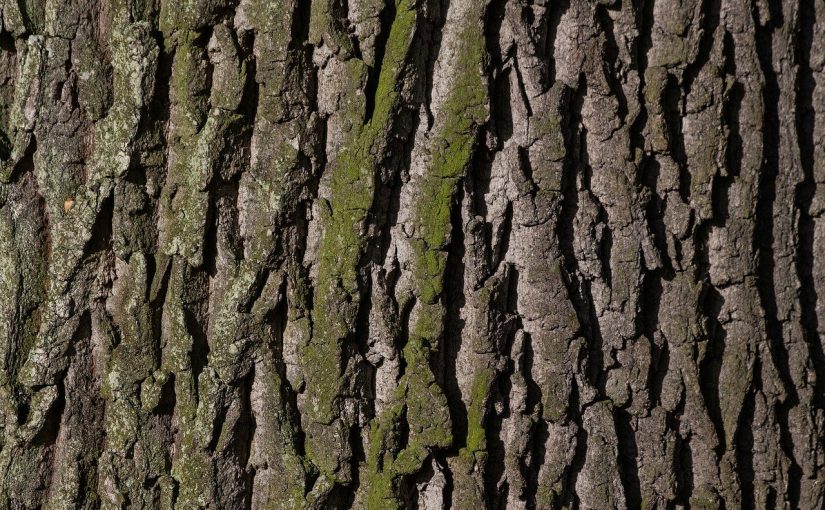 Piękny oraz {estetyczny ogród to nie lada wyzwanie, przede wszystkim jak jego pielęgnacją zajmujemy się sami.
